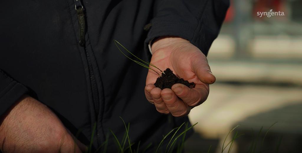 1024 x 519 NIAB trials grass weed seedling.jpg