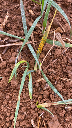 yellow_rust