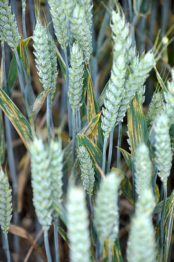 Yellow rust on flag leaves