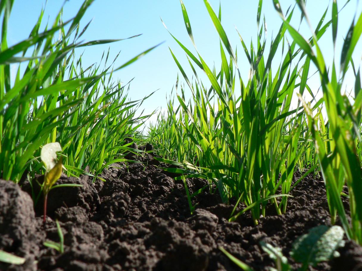 spring_barley_emergence