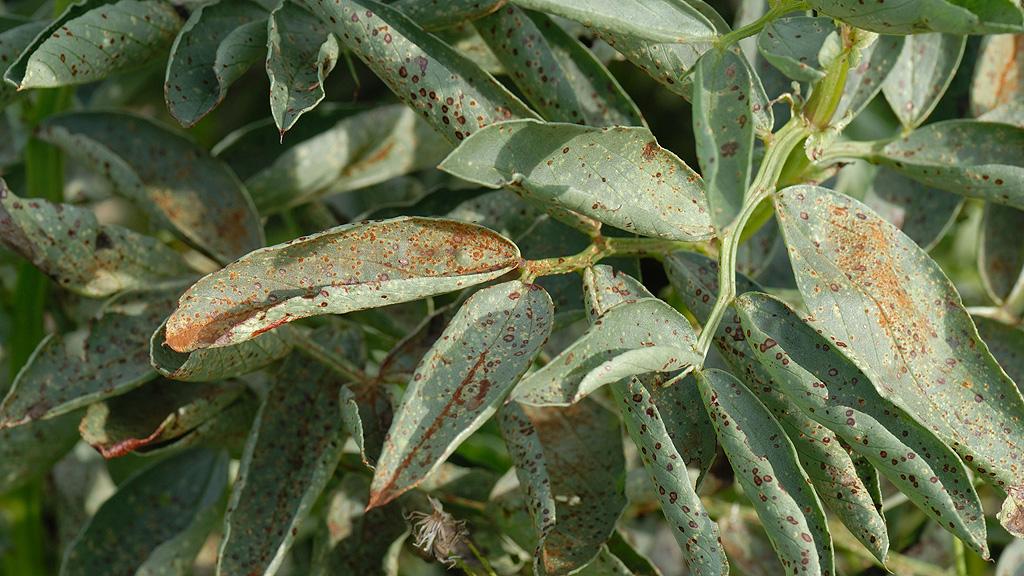 Chocolate spot and rust on untreated beans mid season
