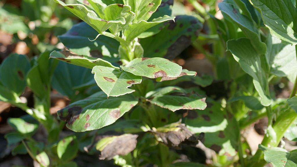 Chocolate spot on early beans in spring