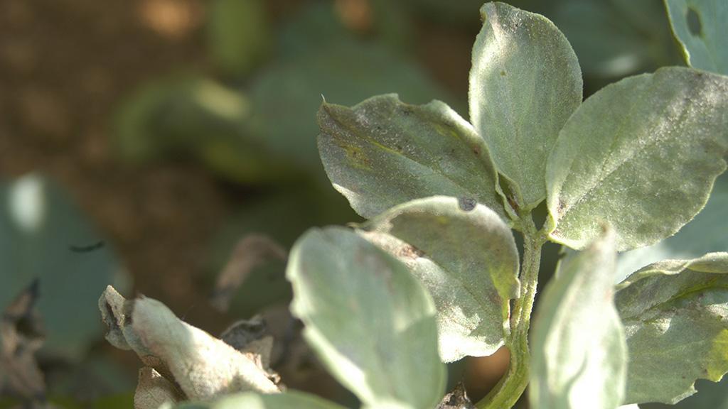 Downy mildew on field bean leaves