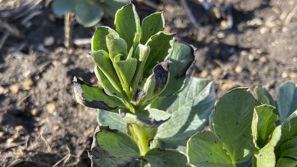 Frost affected bean plants