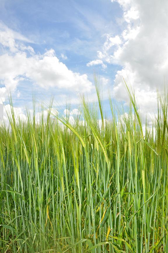 Spring barley (2)