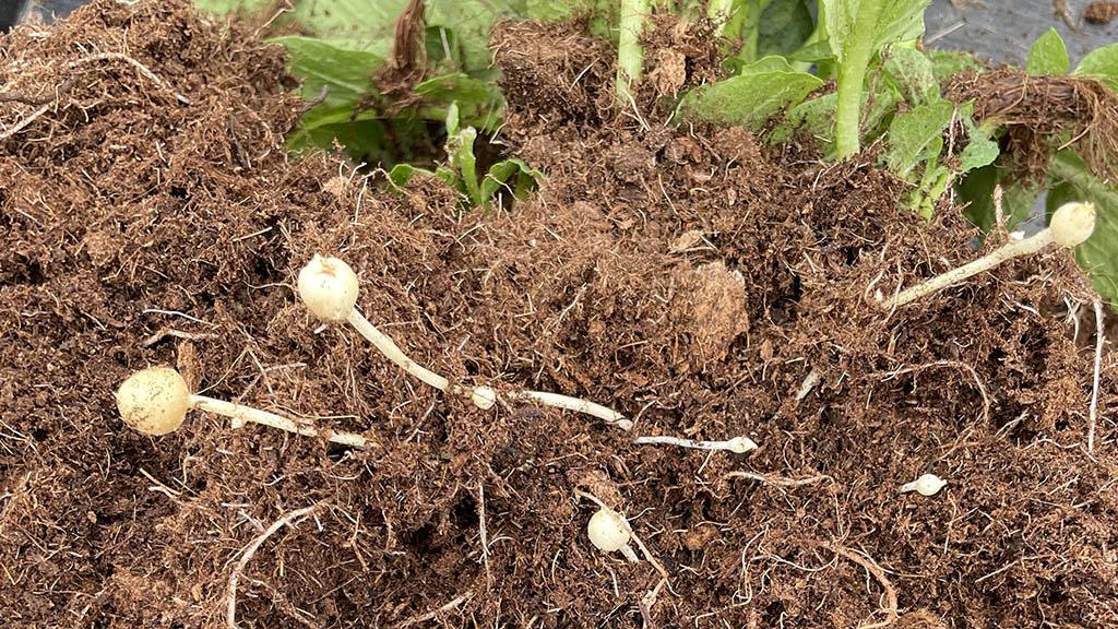 Pea sized tubers at timing for Quantis application