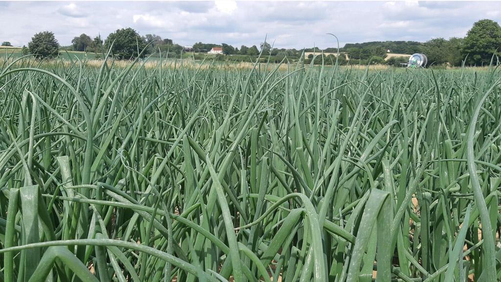 Disease free onion field