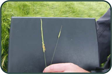 Black_grass