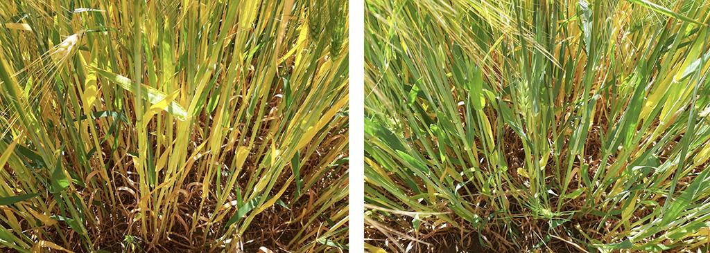 Image shows hybrid barley with fungicide seed treatment only (left) vs with fungicide seed treatment + Nuello iN (right)