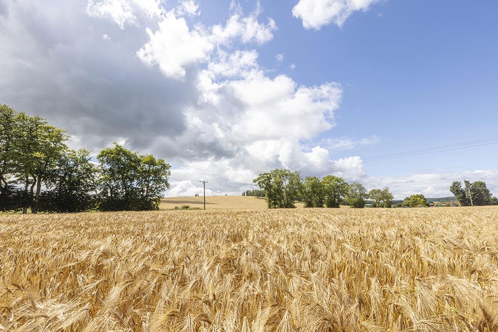 1024x683_hybrid-barley-field-Peacehill-Farming