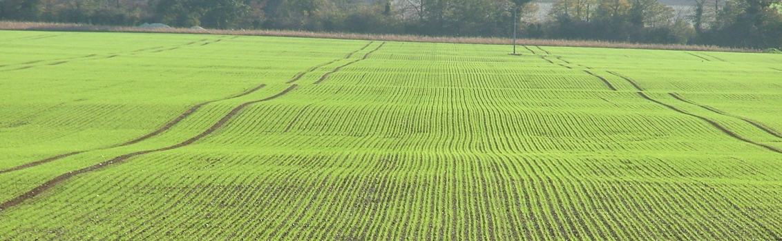 BARLEY_PLANTS_EMERGING