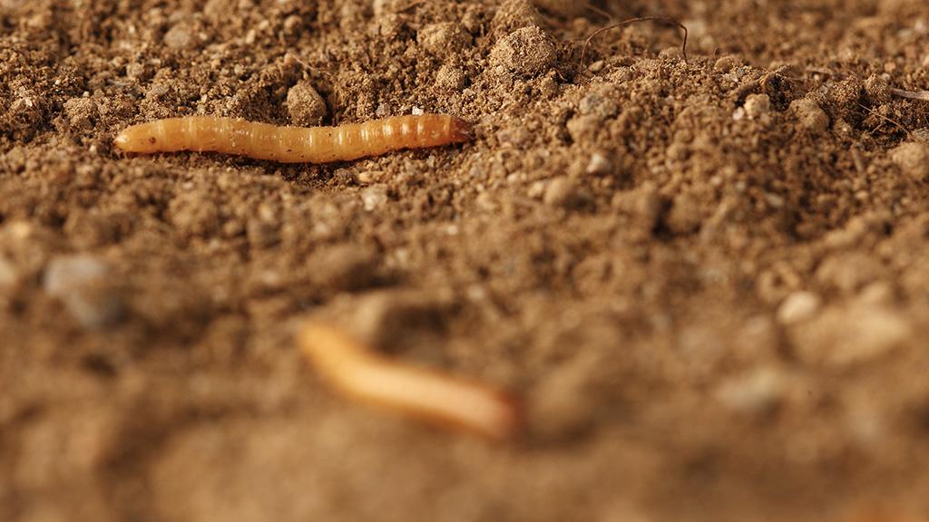 1024_x_576_wireworm_agriotes.jpg