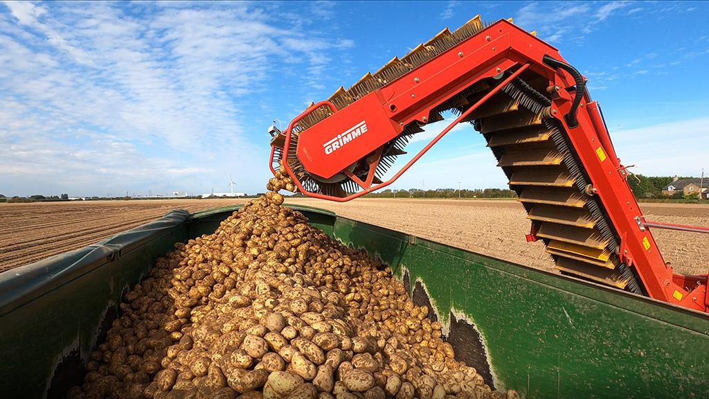 Potato harvesting