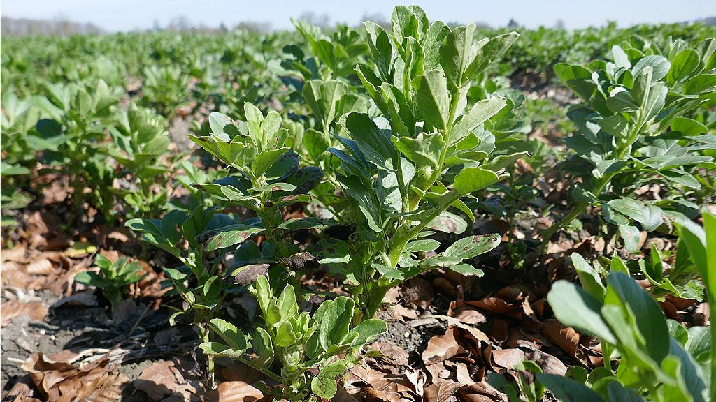 1024_x_576_bean_field_for_vixeran_timing.jpg