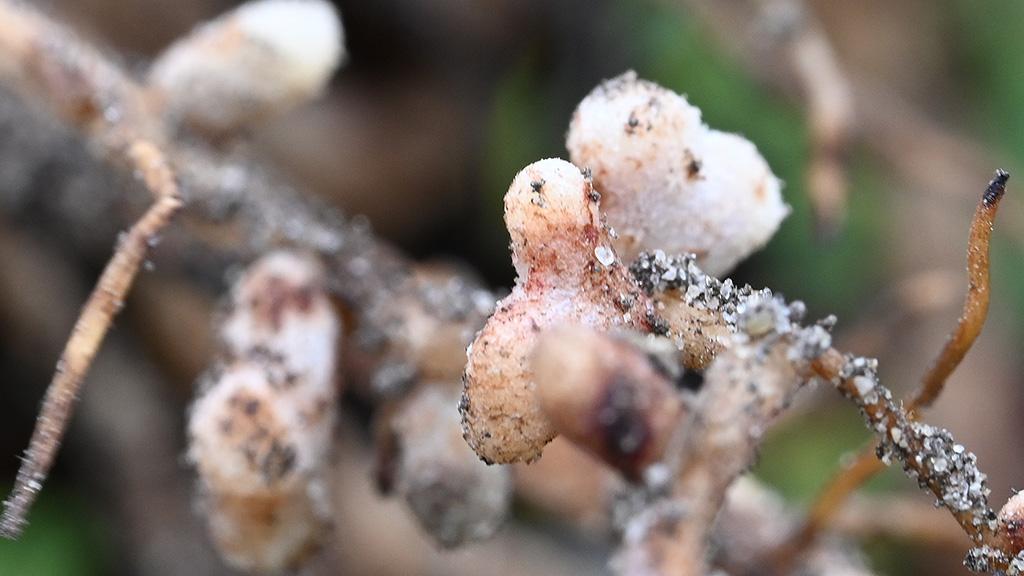 1024_x_576_n_nodules_on_bean_roots_5.jpg