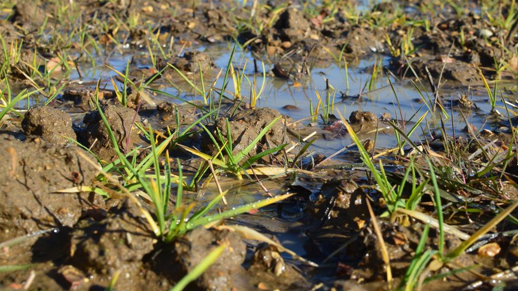 1024_x_576_-_waterlogging_1.jpg