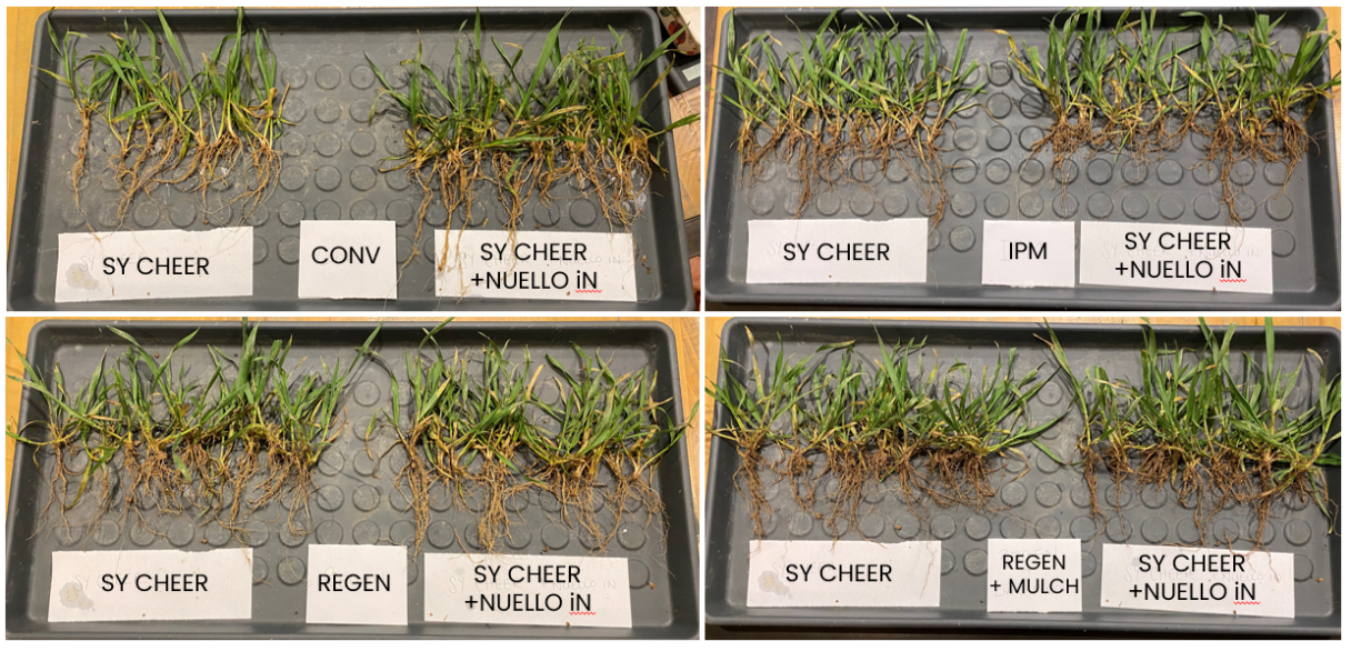 Rooting and establishment of winter wheat variety SY cheer with nuello in seed treatment
