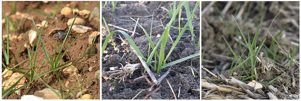1024_x_343_l_to_r_overwintered_ryegrass_wild_oat_and_black_grass_seedlings.jpg