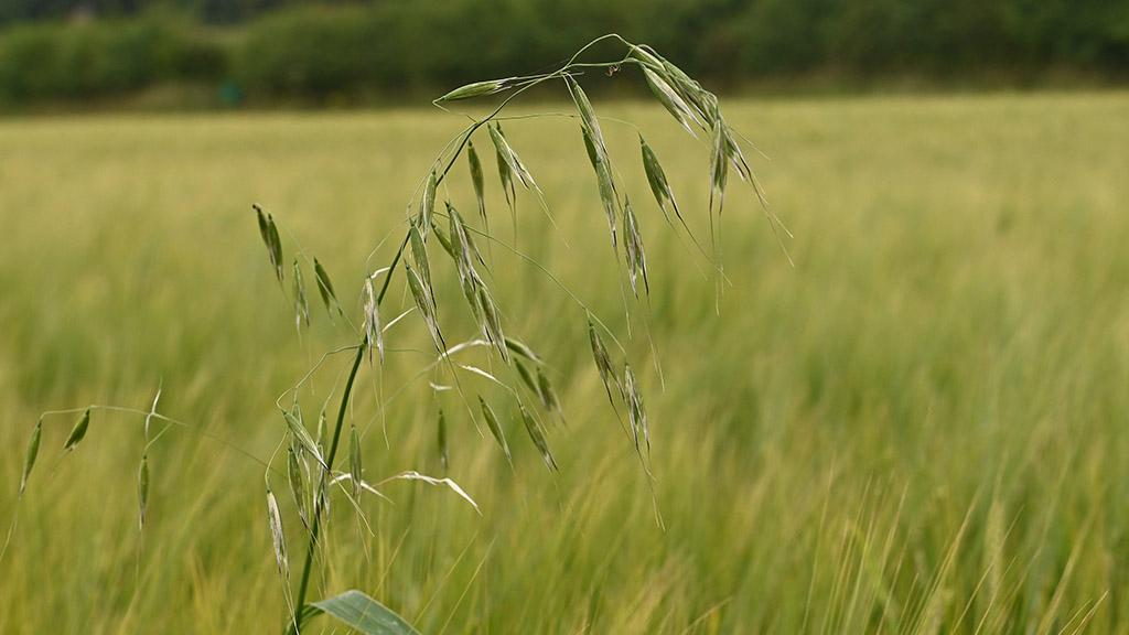 1024_x_576_wild_oat_in_spring_barley.jpg