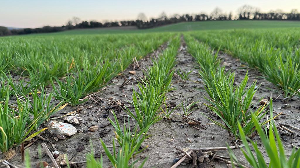 1024_x_576_winter_wheat_early_spring.jpg