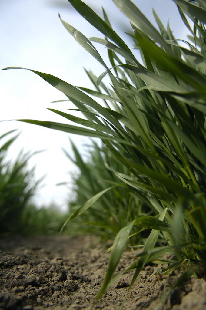 Approximately T1 winter wheat