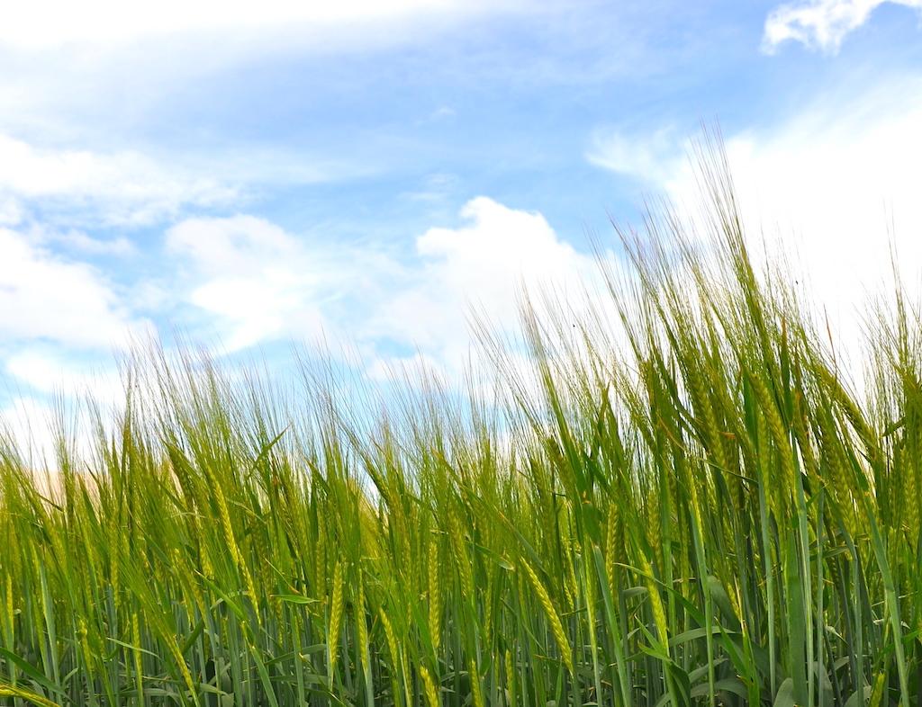 Spring barley