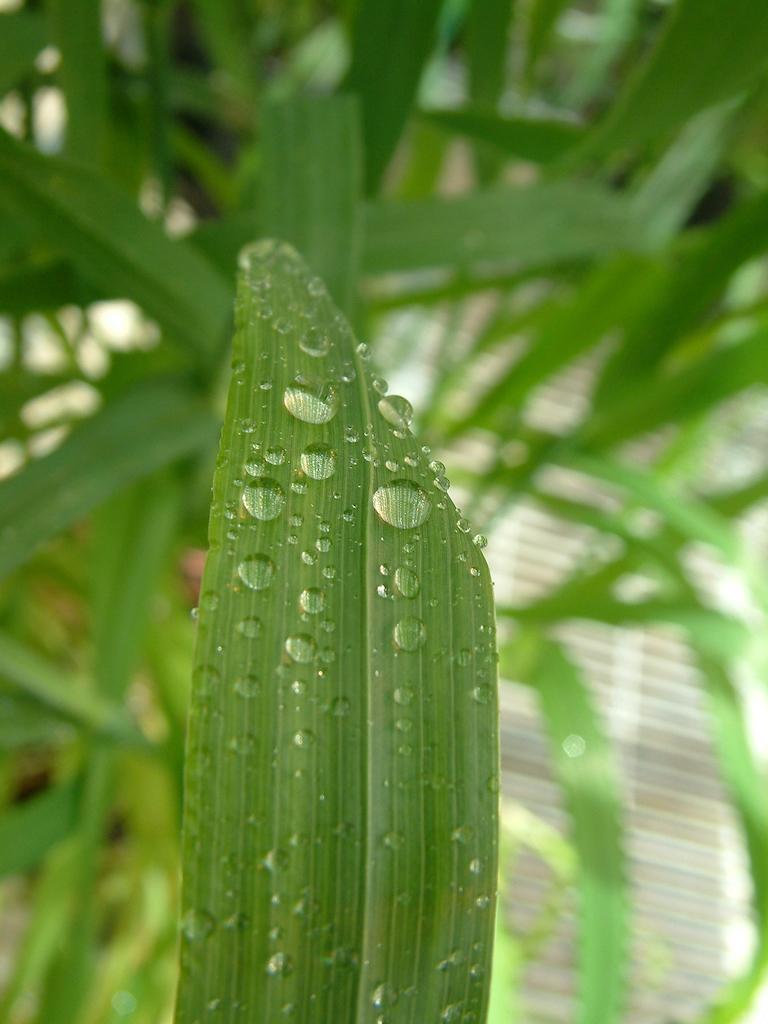 Water droplets on leaves