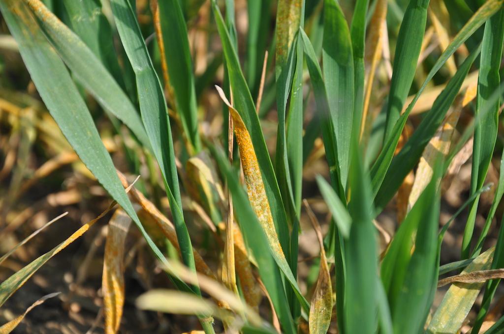 Yellow rust in wheat
