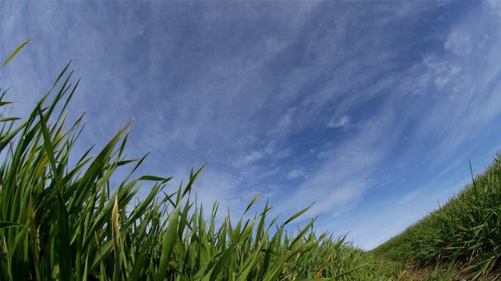 Young winter barley crop