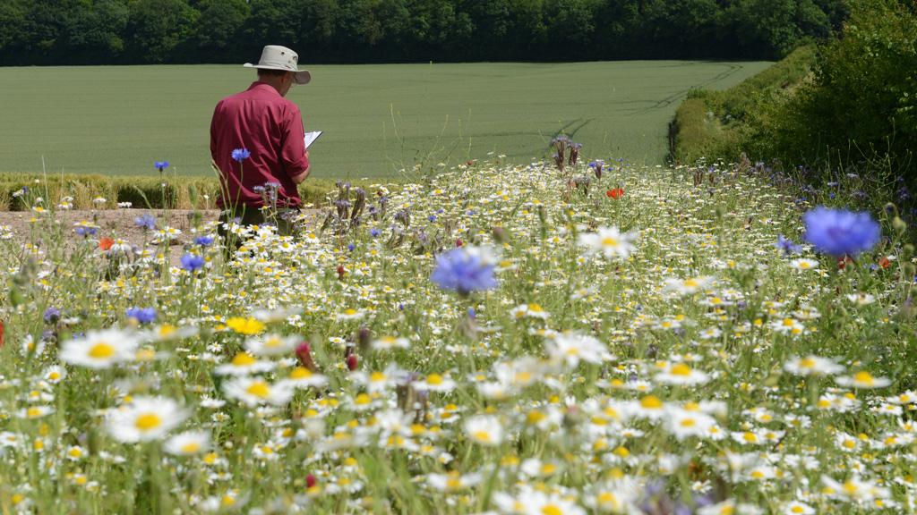 1024_x_576_-_annual_wildflower_monitoring.jpg