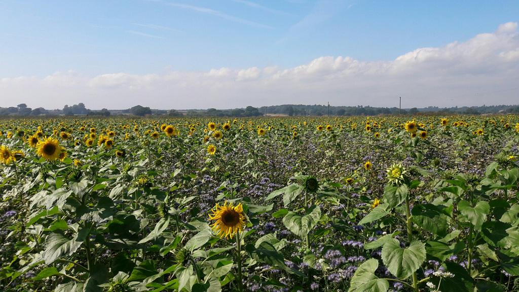 1024_x_576_-_bees_n_seeds_mix_2.jpg