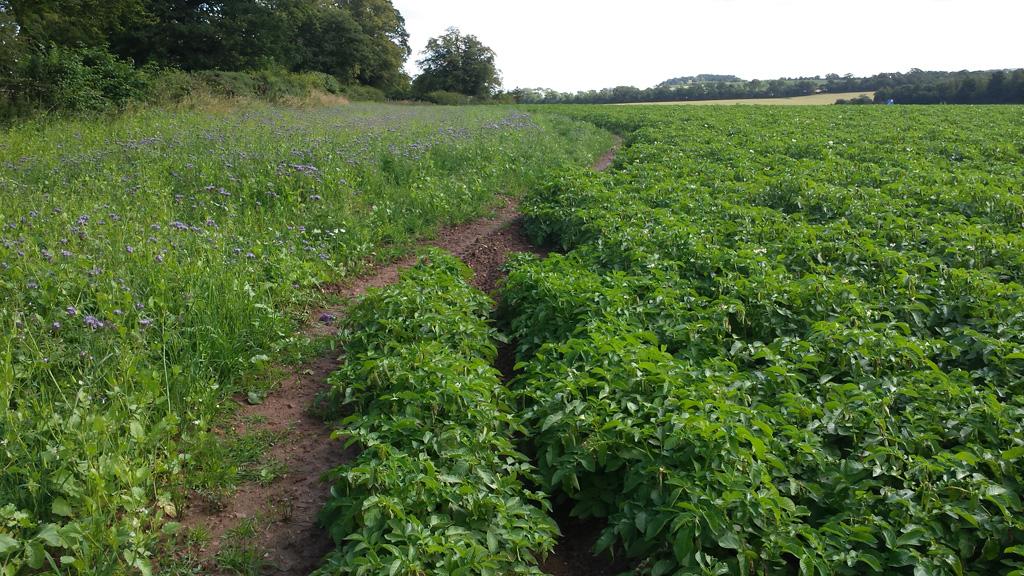1024_x_576_-_green_headland_mix_alongside_potatoes.jpg