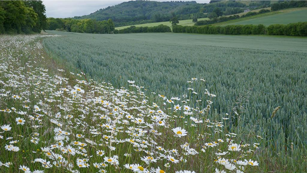 1024_x_576_wildflower_alongside_wheat.jpg