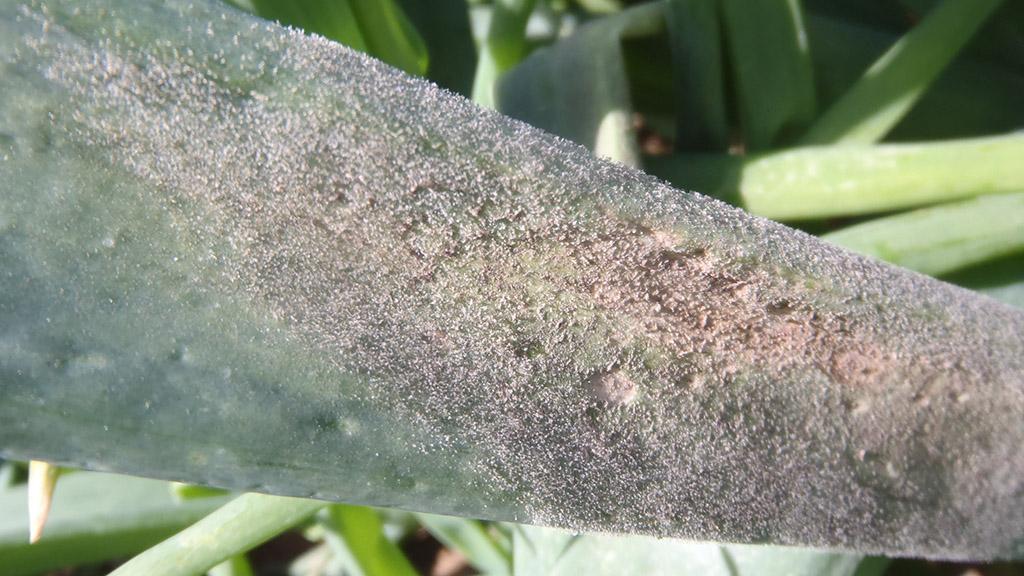 1024_x_576_downy_mildew_4.jpg