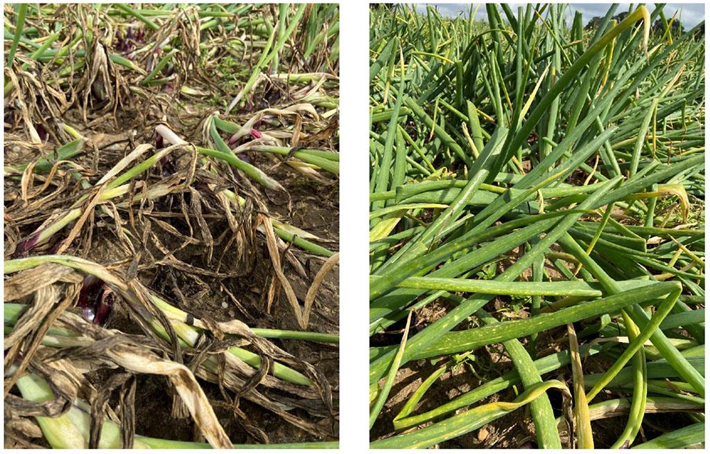 1024_x_656_deben_agronomy_trials_untreated_vs_orondis_plus_amistar.jpg