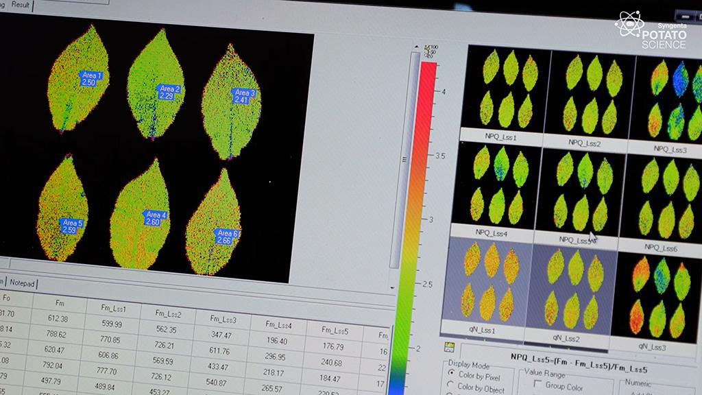1024_x_576_potato_green_leaf_efficiency_testing_3.jpg