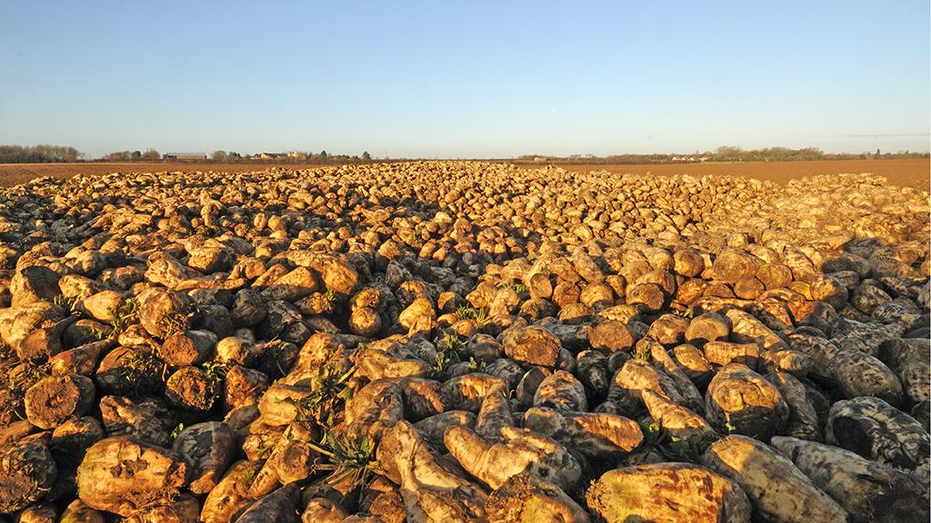 1024_x_576_beet_pile.jpg