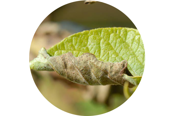 alternaria