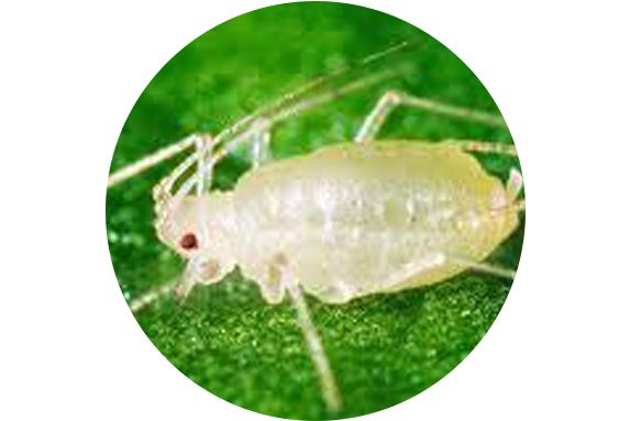 Aphid