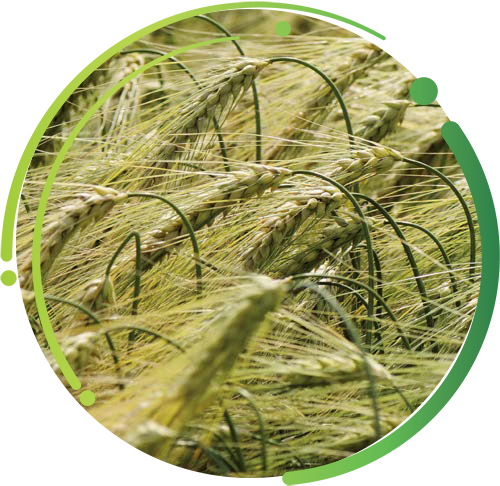 Hybrid Barley