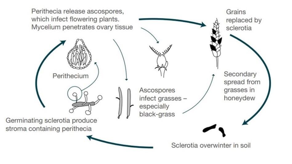 Operation and result of ergot