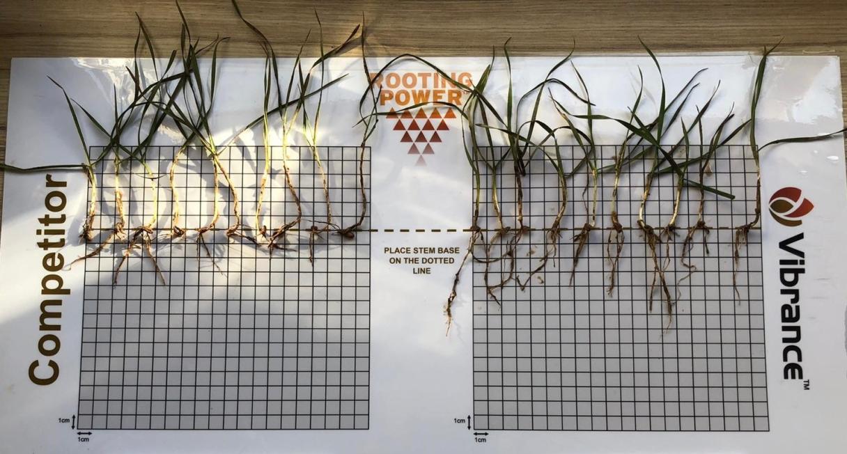 Additional establishment and rooting benefits seen with Vibrance Duo