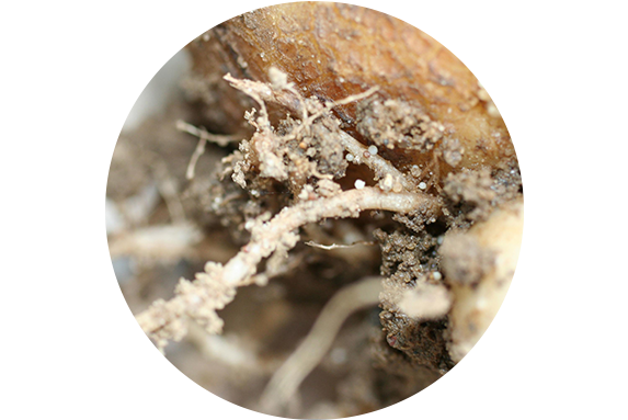 PCN cysts on potato roots