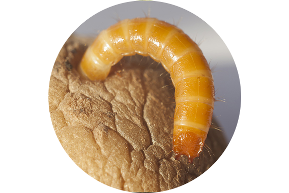 Wireworm