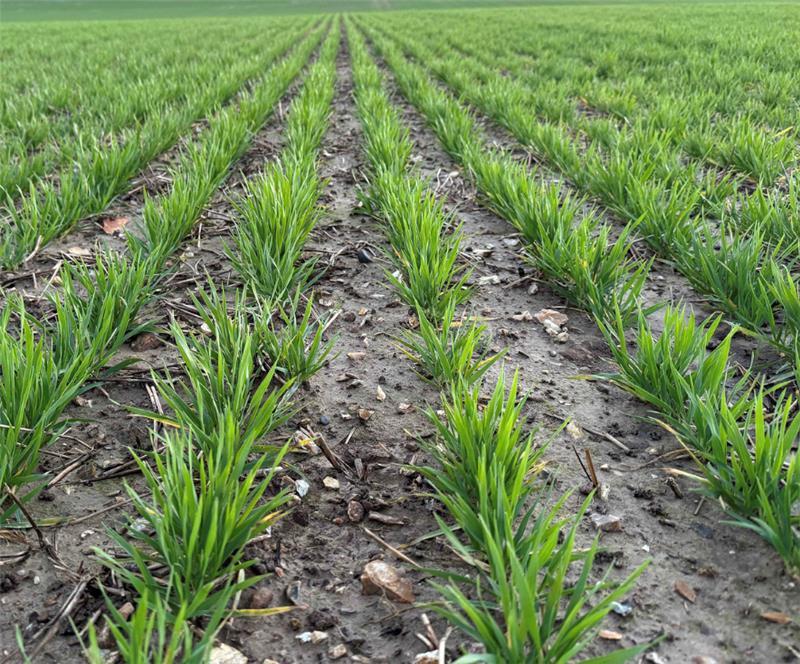 maximising weed control strategies
