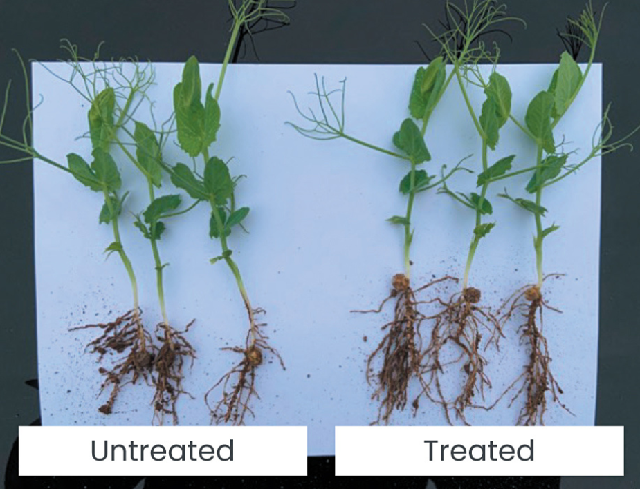 NUELLO iN treated vs untreated 