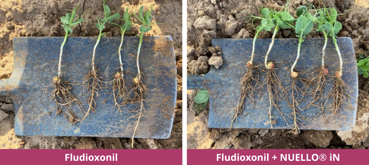 Rooting benefits
