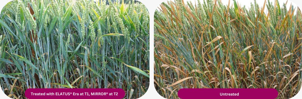 ELATUS Era treated vs untreated