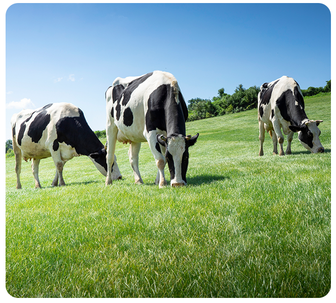 Grassland