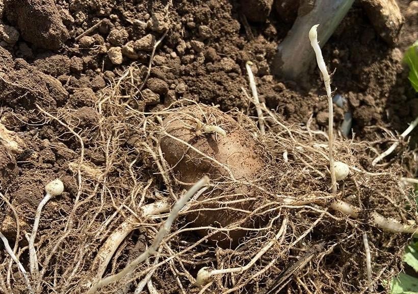tuber